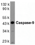 Western blot - Caspase-9 Antibody from Signalway Antibody (24050) - Antibodies.com