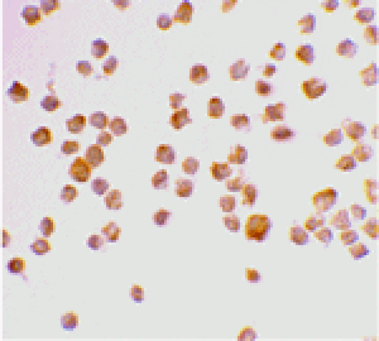 Immunocytochemistry - Caspase-9 Antibody from Signalway Antibody (24050) - Antibodies.com