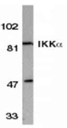 Western blot - IKK alpha Antibody from Signalway Antibody (24061) - Antibodies.com