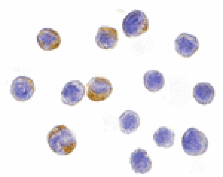 Immunocytochemistry - IKK alpha Antibody from Signalway Antibody (24061) - Antibodies.com