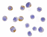 Immunocytochemistry - IKK alpha Antibody from Signalway Antibody (24061) - Antibodies.com