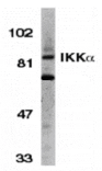 Western blot - IKK alpha Antibody from Signalway Antibody (24062) - Antibodies.com