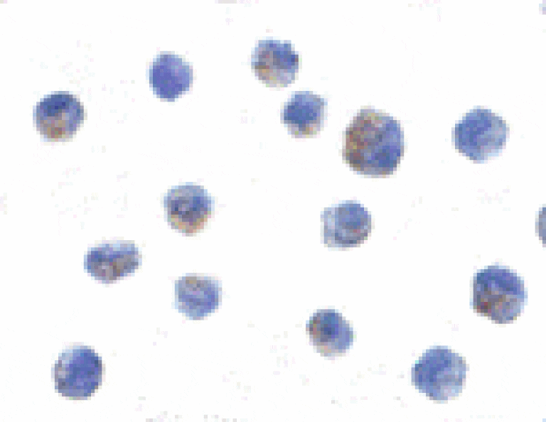 Immunocytochemistry - IKK alpha Antibody from Signalway Antibody (24062) - Antibodies.com