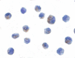 Immunocytochemistry - IKK alpha Antibody from Signalway Antibody (24062) - Antibodies.com