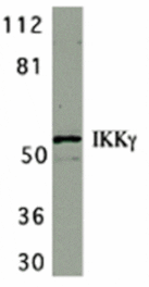 Western blot - IKK gamma Antibody from Signalway Antibody (24122) - Antibodies.com