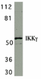 Western blot - IKK gamma Antibody from Signalway Antibody (24122) - Antibodies.com