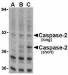 Western blot - Caspase-2 Antibody from Signalway Antibody (24285) - Antibodies.com