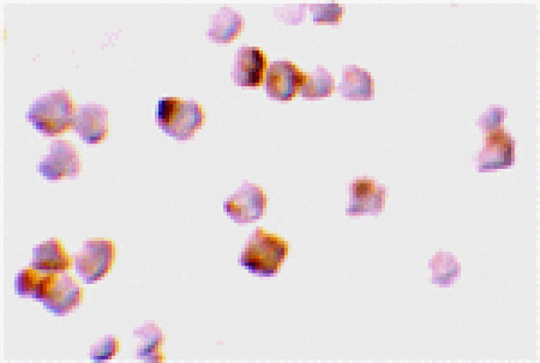 Immunocytochemistry - Caspase-2 Antibody from Signalway Antibody (24285) - Antibodies.com