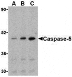 Western blot - Caspase-5 Antibody from Signalway Antibody (24289) - Antibodies.com