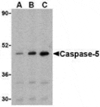 Western blot - Caspase-5 Antibody from Signalway Antibody (24289) - Antibodies.com