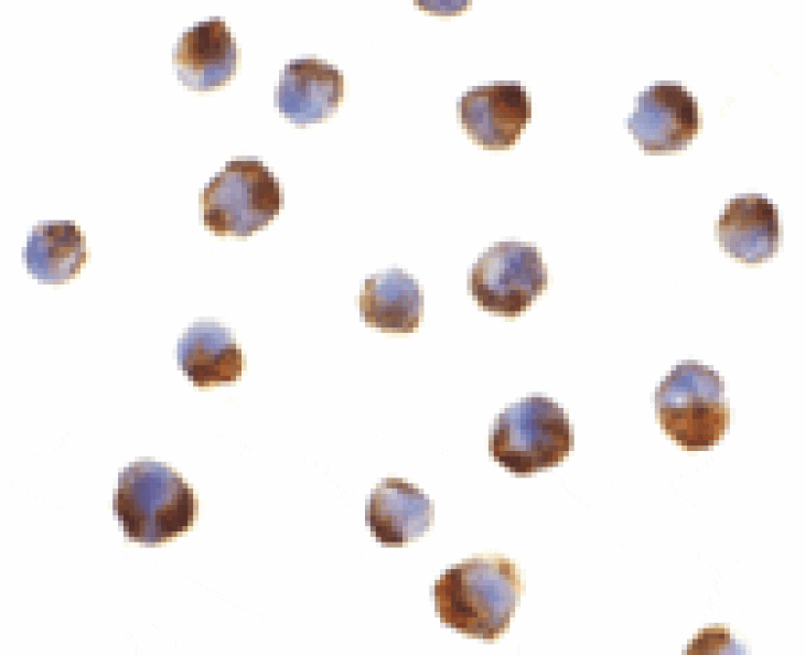 Immunocytochemistry - Caspase-5 Antibody from Signalway Antibody (24289) - Antibodies.com