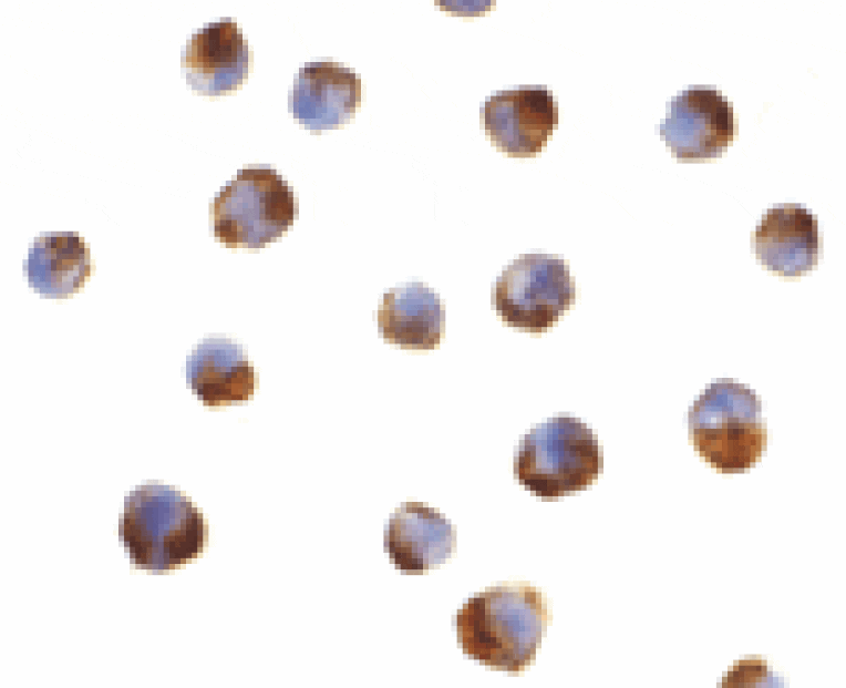 Immunocytochemistry - Caspase-5 Antibody from Signalway Antibody (24289) - Antibodies.com