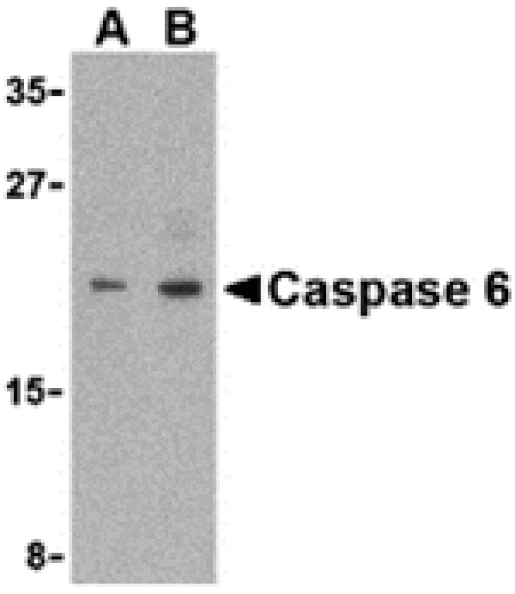Western blot - Caspase-6 Antibody from Signalway Antibody (24294) - Antibodies.com