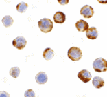Immunocytochemistry - Caspase-6 Antibody from Signalway Antibody (24294) - Antibodies.com