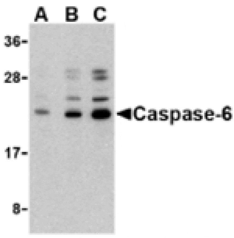Western blot - Caspase-6 Antibody from Signalway Antibody (24295) - Antibodies.com