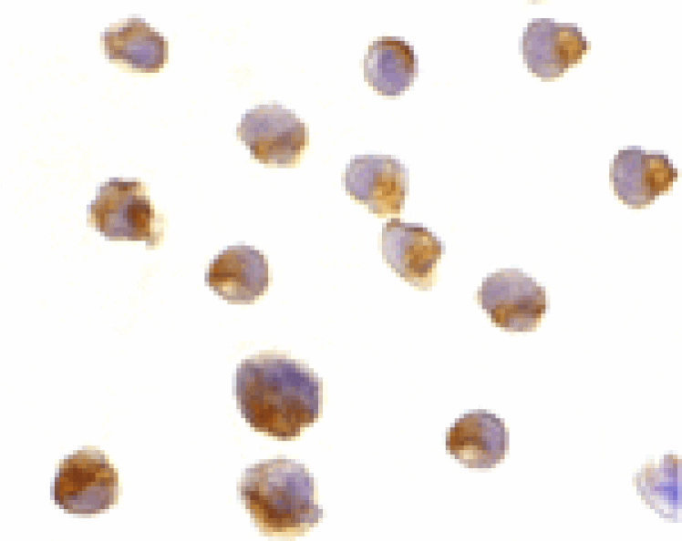 Immunocytochemistry - Caspase-6 Antibody from Signalway Antibody (24295) - Antibodies.com