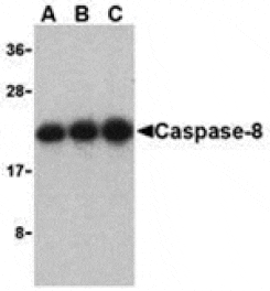 Western blot - Caspase-8 Antibody from Signalway Antibody (24296) - Antibodies.com
