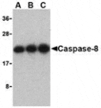 Western blot - Caspase-8 Antibody from Signalway Antibody (24296) - Antibodies.com