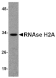 Western blot - RNAse H2A Antibody from Signalway Antibody (24819) - Antibodies.com