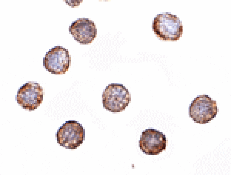 Immunocytochemistry - RNAse H2A Antibody from Signalway Antibody (24819) - Antibodies.com