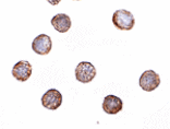 Immunocytochemistry - RNAse H2A Antibody from Signalway Antibody (24819) - Antibodies.com