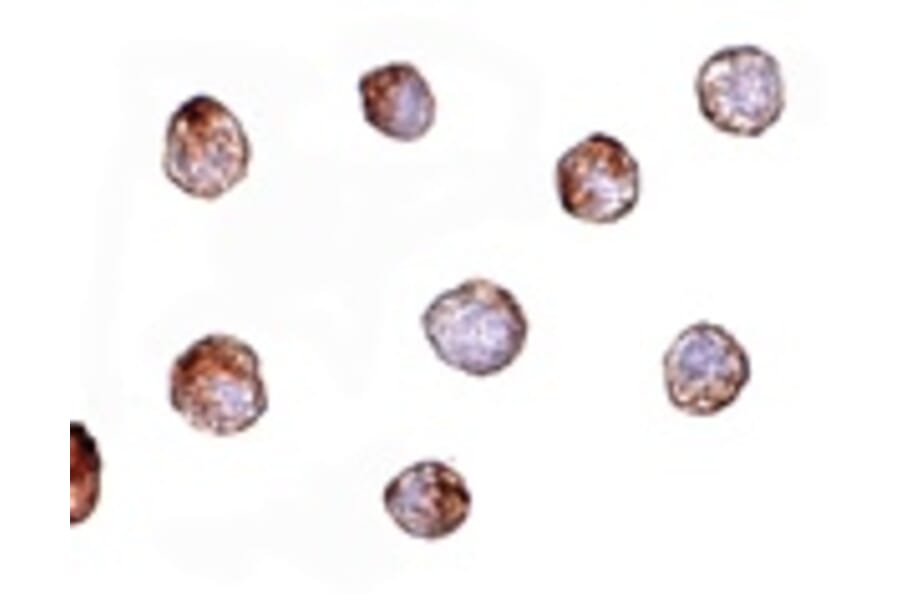 Immunocytochemistry - Fibulin 3 Antibody from Signalway Antibody (24909) - Antibodies.com