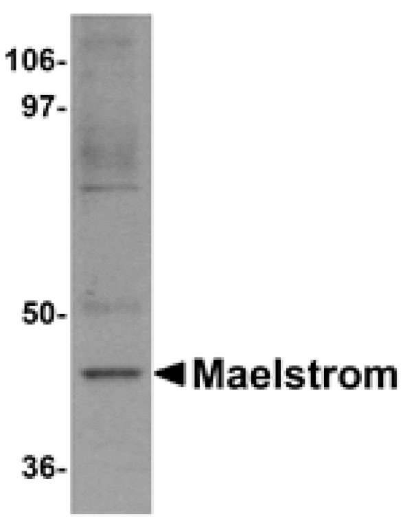 Western blot - Maelstrom Antibody from Signalway Antibody (25082) - Antibodies.com