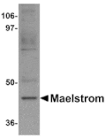 Western blot - Maelstrom Antibody from Signalway Antibody (25082) - Antibodies.com