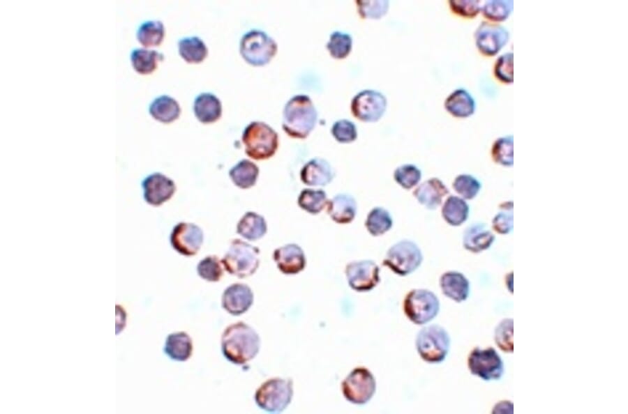 Immunocytochemistry - Maelstrom Antibody from Signalway Antibody (25082) - Antibodies.com