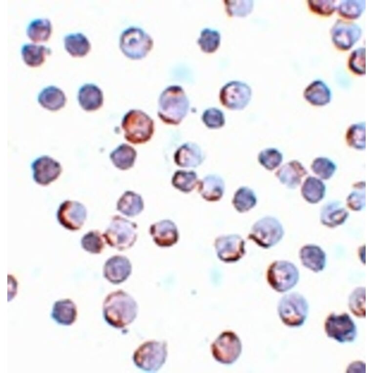 Immunocytochemistry - Maelstrom Antibody from Signalway Antibody (25082) - Antibodies.com