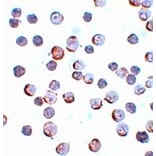 Immunocytochemistry - Maelstrom Antibody from Signalway Antibody (25082) - Antibodies.com