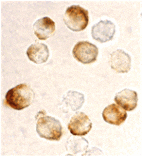 Immunocytochemistry - IKK beta Antibody from Signalway Antibody (24063) - Antibodies.com