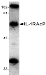 Western blot - IL-1RAcP Antibody from Signalway Antibody (24068) - Antibodies.com