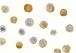 Immunocytochemistry - IL-1RAcP Antibody from Signalway Antibody (24068) - Antibodies.com