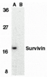 Western blot - Survivin Antibody from Signalway Antibody (24093) - Antibodies.com