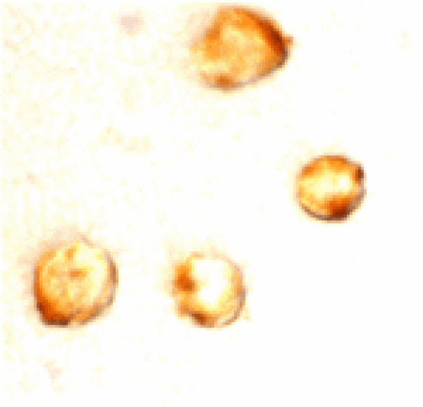 Immunocytochemistry - Survivin Antibody from Signalway Antibody (24093) - Antibodies.com