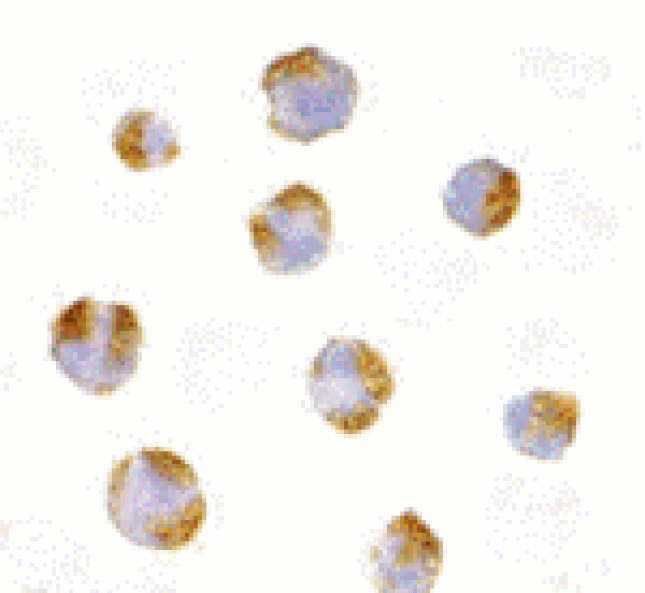 Immunocytochemistry - TNFRSF14 Antibody from Signalway Antibody (24402) - Antibodies.com