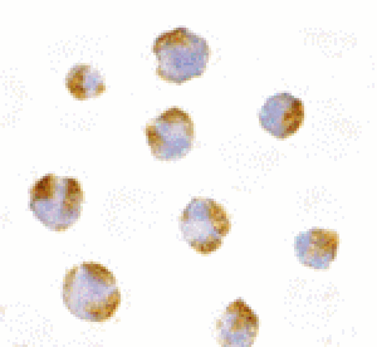Immunocytochemistry - TNFRSF14 Antibody from Signalway Antibody (24402) - Antibodies.com