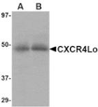 Western blot - CXCR4-Lo Antibody from Signalway Antibody (24624) - Antibodies.com
