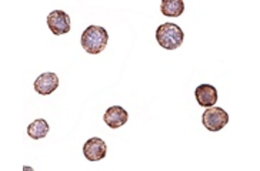 Immunohistochemistry - CXCR4-Lo Antibody from Signalway Antibody (24624) - Antibodies.com