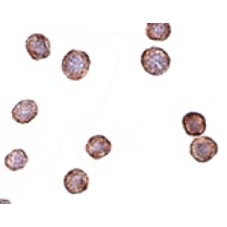 Immunohistochemistry - CXCR4-Lo Antibody from Signalway Antibody (24624) - Antibodies.com
