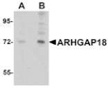 Western blot - ARHGAP18 Antibody from Signalway Antibody (25047) - Antibodies.com
