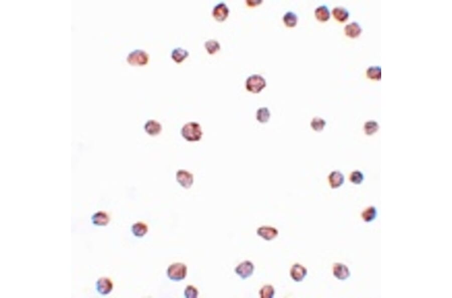 Immunocytochemistry - ARHGAP18 Antibody from Signalway Antibody (25047) - Antibodies.com