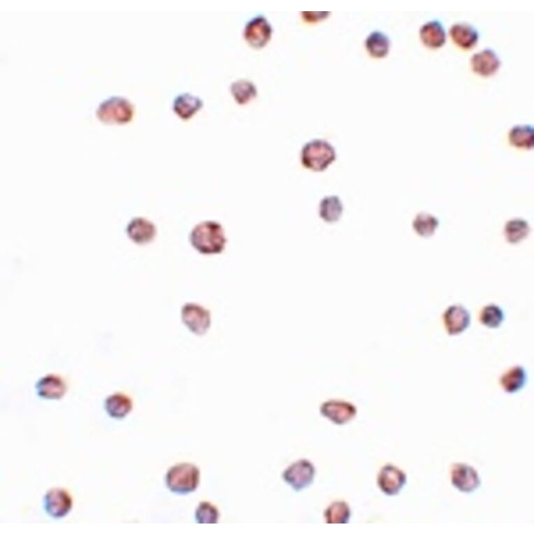 Immunocytochemistry - ARHGAP18 Antibody from Signalway Antibody (25047) - Antibodies.com