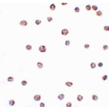 Immunocytochemistry - ARHGAP18 Antibody from Signalway Antibody (25047) - Antibodies.com