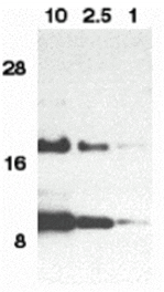 Western blot - Eotaxin Antibody from Signalway Antibody (24014) - Antibodies.com
