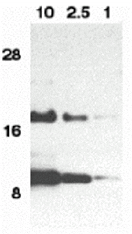 Western blot - Eotaxin Antibody from Signalway Antibody (24014) - Antibodies.com