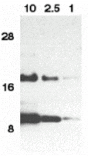 Western blot - Eotaxin Antibody from Signalway Antibody (24014) - Antibodies.com