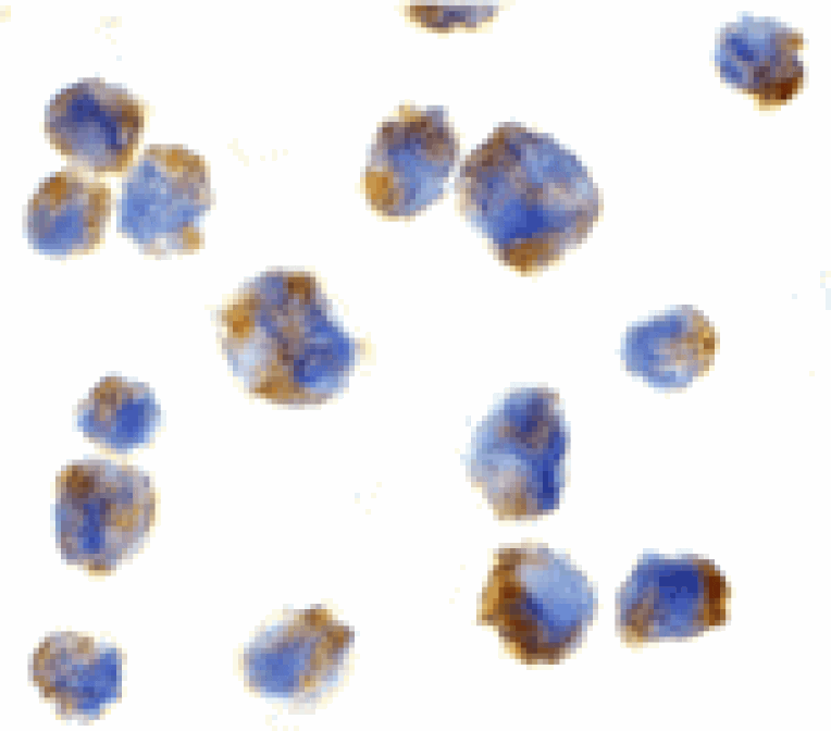 Immunocytochemistry - Eotaxin Antibody from Signalway Antibody (24014) - Antibodies.com