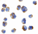 Immunocytochemistry - Eotaxin Antibody from Signalway Antibody (24014) - Antibodies.com